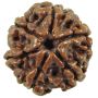 6 Mukhi Rudraksha Online At Wholesale Price
