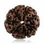 7 Mukhi Rudraksha Online At Wholesale Price 7 Mukhi Rudraksha Online At Wholesale Price