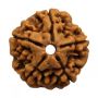 Buy 5 Mukhi Rudraksha Online price in India
