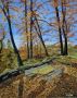 Buy Autumn Landscape Original Oil Painting