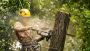 Tree Trimming Service In Apopka Tree Trimming Service In Apopka