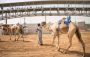 Camel Racing Abu Dhabi: Discover the Thrill of UAE’s Traditi
