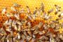 Premium Natural Organic Honey Supplier & Manufacturer 