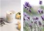 Non Toxic Candles for Every Mood