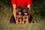 Puppy Socialization