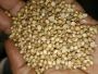 Premium Coriander Seed from India | Indian Coriander