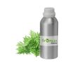 Buy Armoise Essential Oil Online from Aromaaz International 