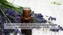 Best Brand of Lavender Essential Oil: Pure, Calming Best Brand of Lavender Essential Oil: Pure, Calming