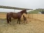 Horseback Trail Riding Fun for Every Rider in San Diego