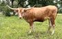 Discover Top-Quality Longhorn Cows in Texas