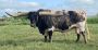 Healthy Texas Longhorn Bull for Sale – Strong Genetics & Gre