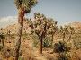 Joshua Tree National Park