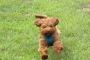 Dog Training Charlotte NC Dog Training Charlotte NC