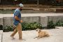 Dog Training Classes San Antonio TX Dog Training Classes San Antonio TX