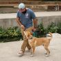 San Antonio Dog Trainers