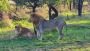 Tanzania Safari Honeymoon: Romance in the Wild
