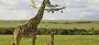 Kenya Flying Tours | Scenic Air Safaris by Ashford Tours
