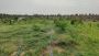 Companies that Plant Trees in India