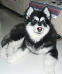 Dog For Sale in Mumbai: The Best Place 