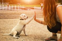 Dog Training Courses Online | Askdogtrainers.com