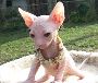 Beautiful Sphynx kittens Beautiful Sphynx kittens