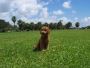 Australian Labradoodle For Sale Australian Labradoodle For Sale