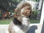Aussie Goldendoodle Puppies For Sale