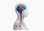 ALIV - Alzheimer’s Disease
