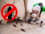 Fast & Reliable Wasps Control in Western Massachusetts 
