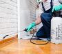 Fast & Reliable Wasps Control in Western Massachusetts – Pro