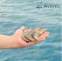 Shrimp Farm India: Avanti Feeds Revolutionizing Shrimp Farmi