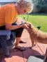 Dog Sitters in My Area Rosenberg | Awesome Paws Pets Dog Sitters in My Area Rosenberg | Awesome Paws Pets