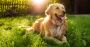 Reliable Dog Carer Near Me in Richmond | Loving Care by Awes
