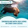 Sea Lions tour and Snorkelling Excursion Sea Lions tour and Snorkelling Excursion