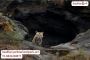 Enroll with us to Explore the Gems of Bandhavgarh Park Enroll with us to Explore the Gems of Bandhavgarh Park