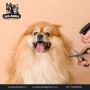 Pet Grooming Near Andheri, Mumbai - Bark & Bubbles Pet Grooming Near Andheri, Mumbai - Bark & Bubbles