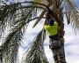 Palm Tree Removal Services in Adelaide | Complete Tree Servi