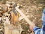 Top-Rated Stump Removal Adelaide | Same-Day Service