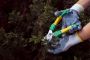 Tree Maintenance Adelaide | Affordable Local Arborists