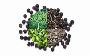  BCP and the Endocannabinoid System: A Powerful Partnership