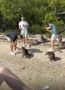 Raccoon Island Tour Miami