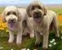 Pet Grooming Leduc Pet Grooming Leduc