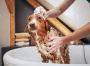 Dog Bath Edmonton