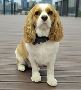 Dedicated Dog Groomers in Leduc, AB