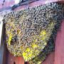 Reliable Bee Removal Company Serving Los Angeles Area