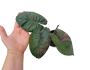 Buy Rare Alocasia Plants