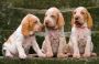 Ethical Labrador Retriever Breeding Practices