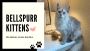 Maine Coon Cat Breeders: Trustworthy and Reputable Breeders 