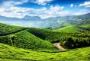 High Quality CTC Tea Gardens For Sale In Jalpaiguri