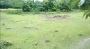 A Beautiful Tea Garden is available for Sale in Jalpaiguri A Beautiful Tea Garden is available for Sale in Jalpaiguri